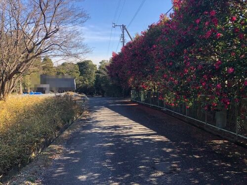 前面道路（南側）